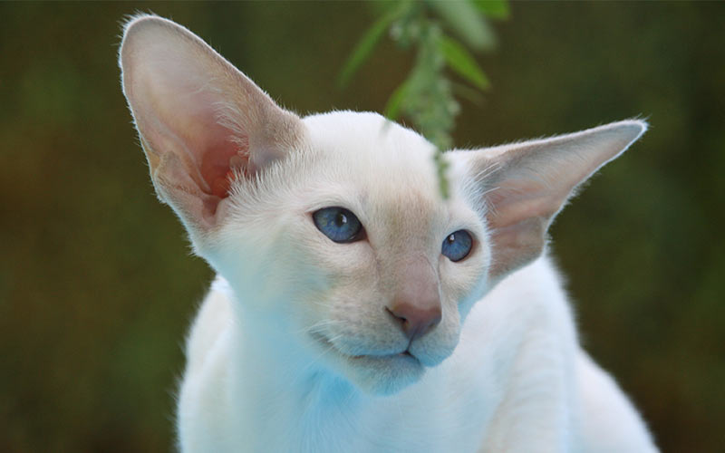 fluffy white siamese cat