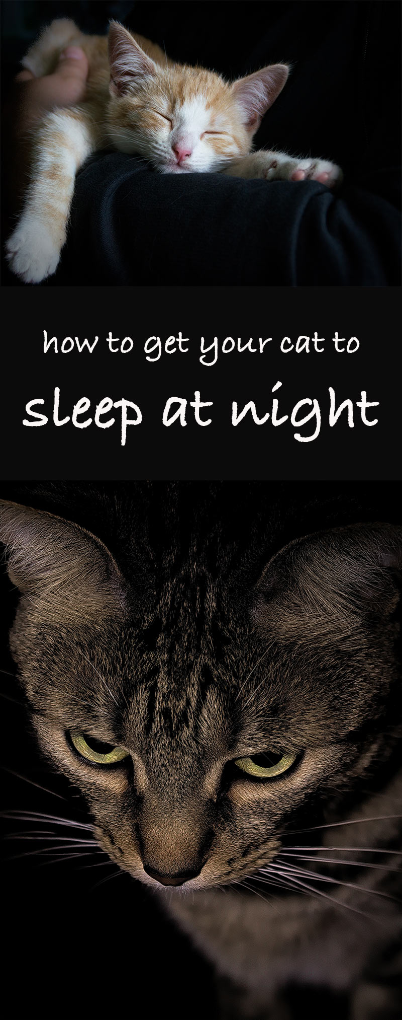 cats are not nocturnal