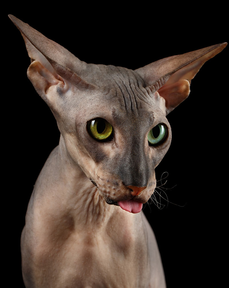 Sphynx Cat - Find Out About Life With A Hairless Cat Breed
