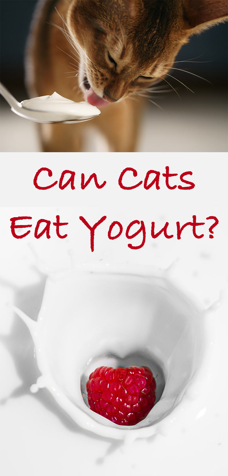 yoghurt for cats