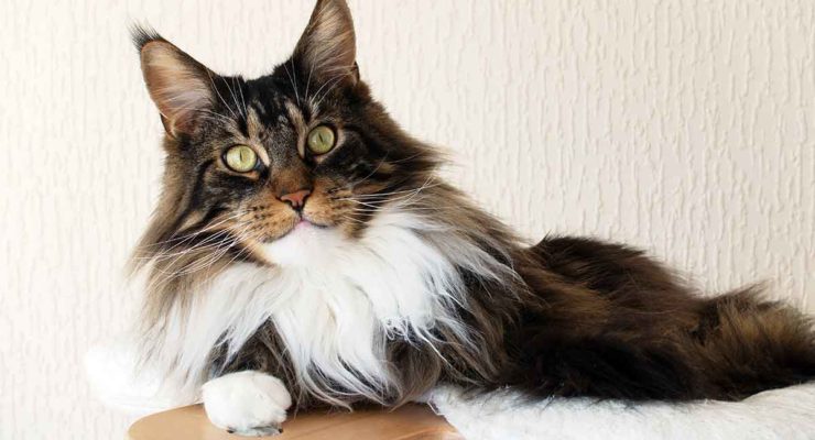 Long Haired Cat Breeds - Different Breeds, Care And Grooming