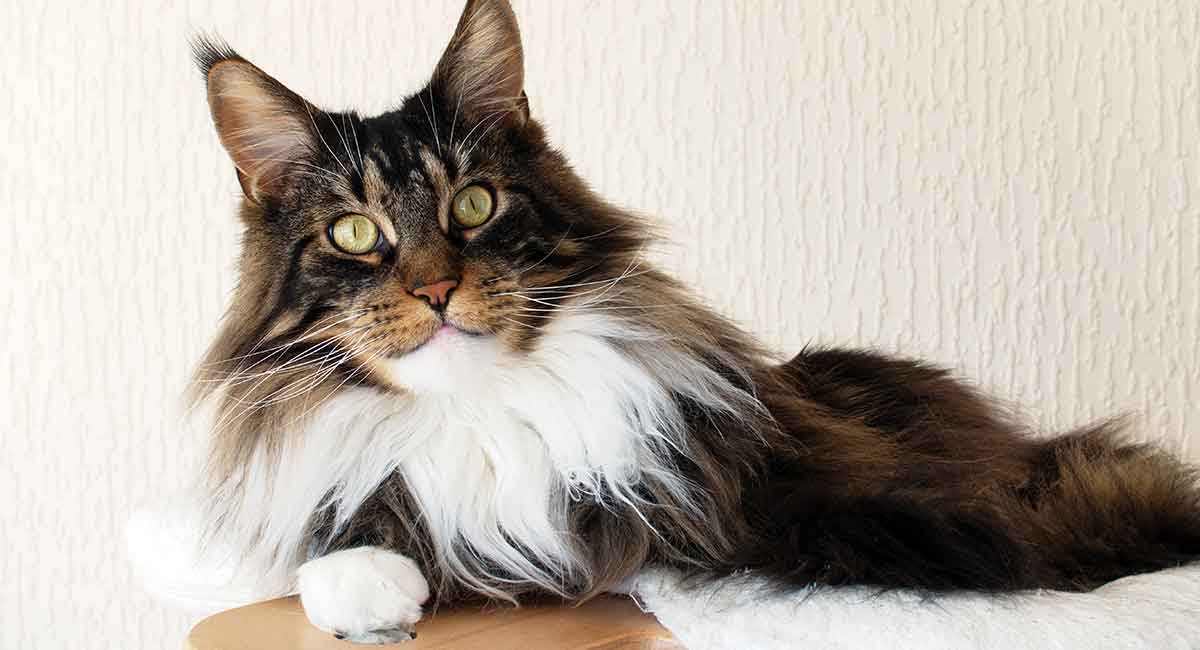 Long Haired Cat Breeds HC Tall 