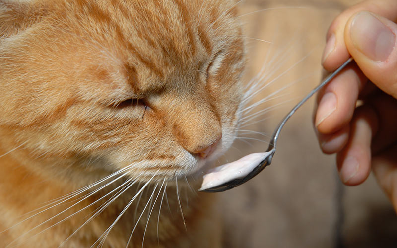Can Cats Eat Yogurt? Benefits of Yogurt for cats | Kitty ...