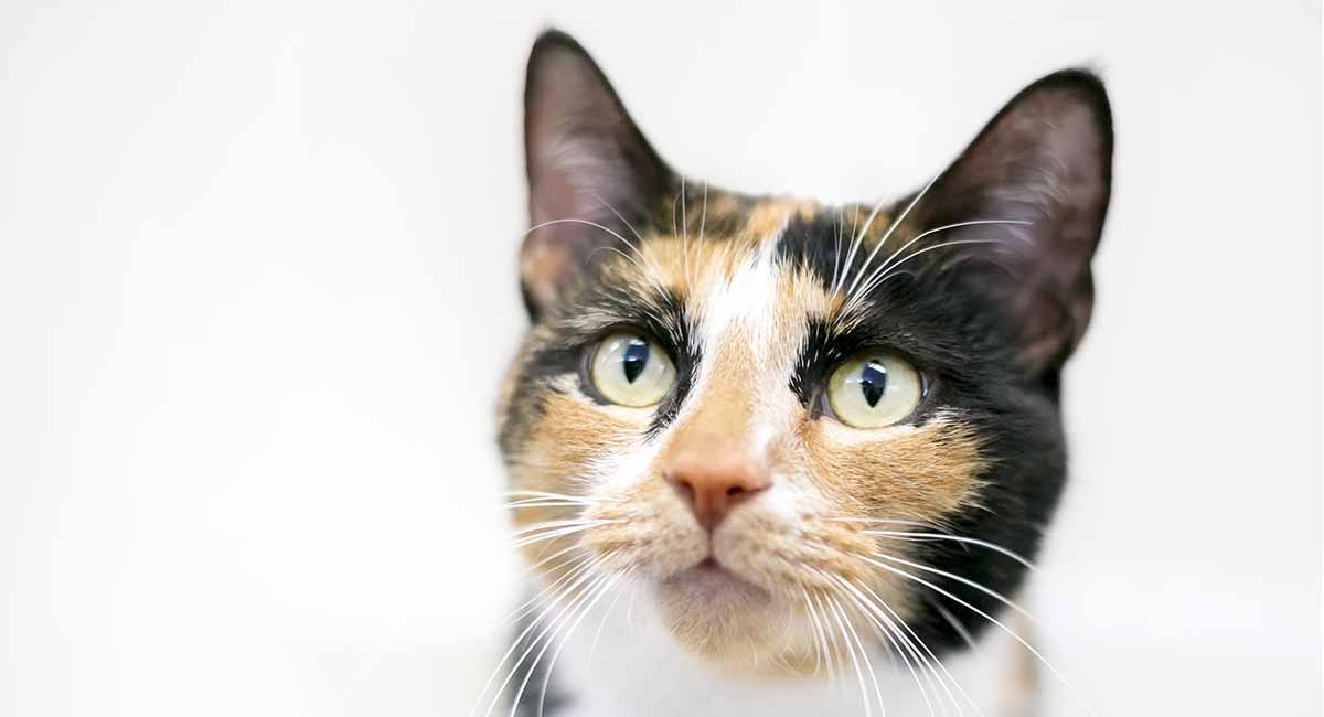 calico cat names  250 great ideas for naming your calico kitten