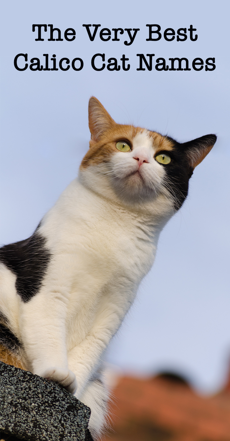 Calico Cat Names 250 Great Ideas For Naming Your Calico Kitten