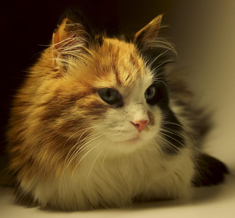 names for calico cats