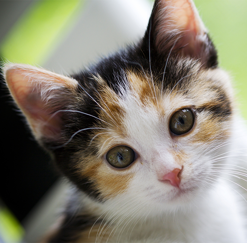 Calico Cat Names - 120 Great Ideas For Naming Your Calico ...