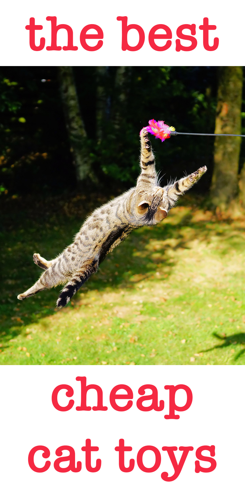 Best Cheap Cat Toys From Low Cost To No Cost!