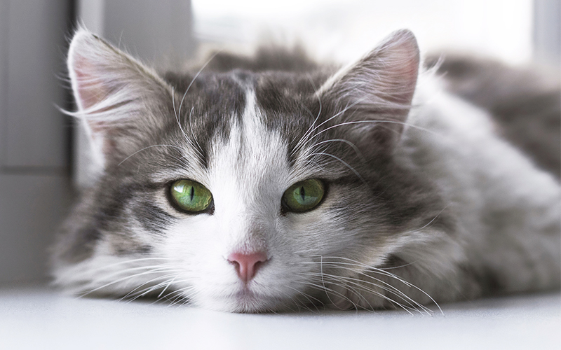 How Long Do Cats Live A Guide To Cat Lifespan And Living Longer