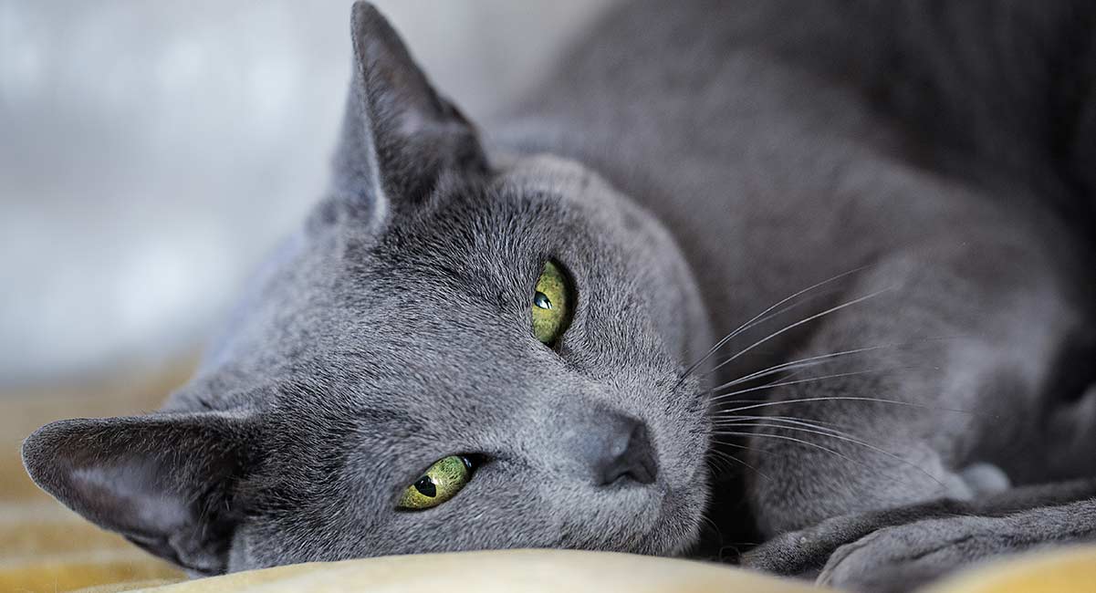 A beautiful Russian Blue posing for the camera