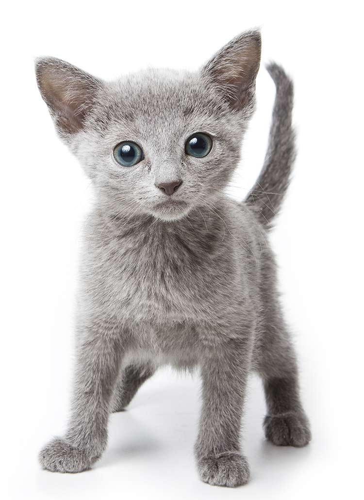 Russian Blue Cat Breed Information Center