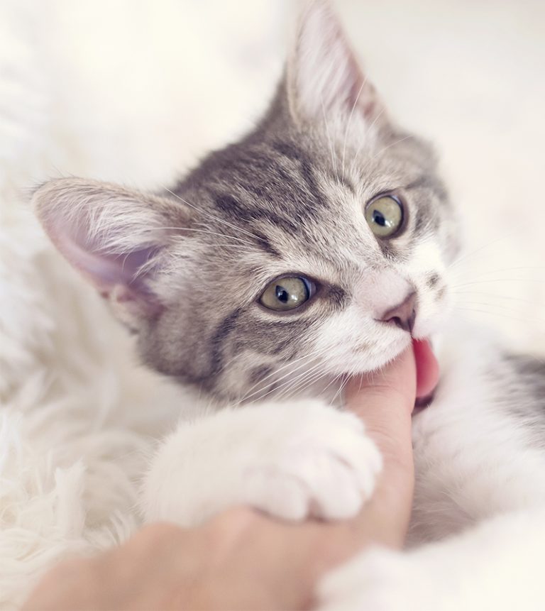 How To Stop A Kitten Biting - By An Expert Cat Behaviorist