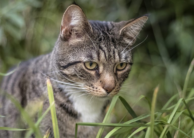 facts about tabby kittens