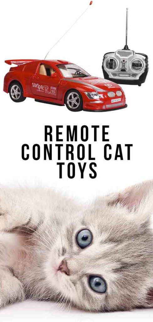 remote control kitten