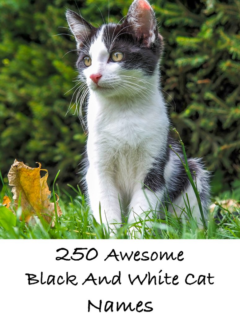 black-and-white-cat-names-250-cool-kitty-ideas