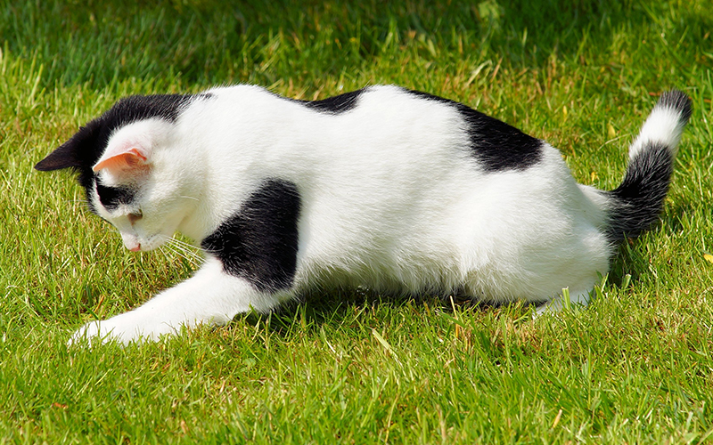 White Cat With Black Spots