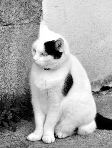 Black and White Cat Names - 250 Cool Kitty Ideas