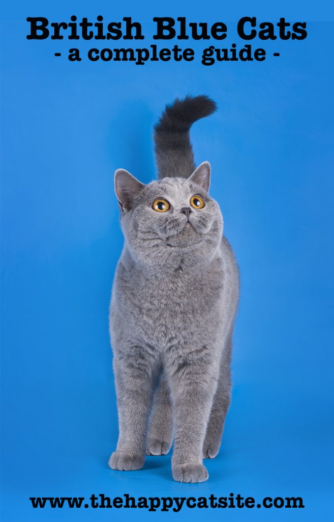 British Blue Cat - A Complete Guide to the British Shorthair Blue