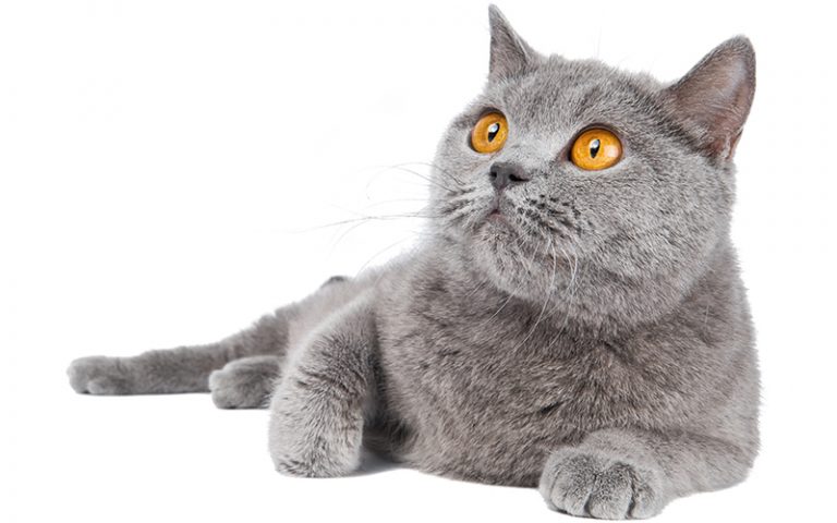 british blue cat teddy