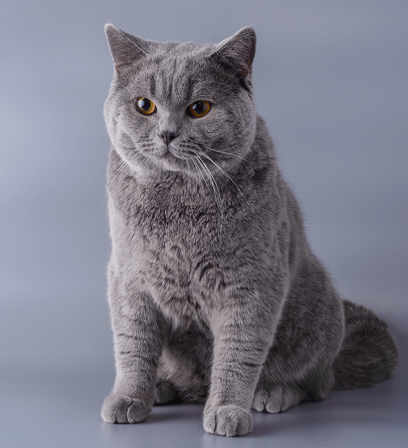 British Blue Cat - A Complete Guide to 