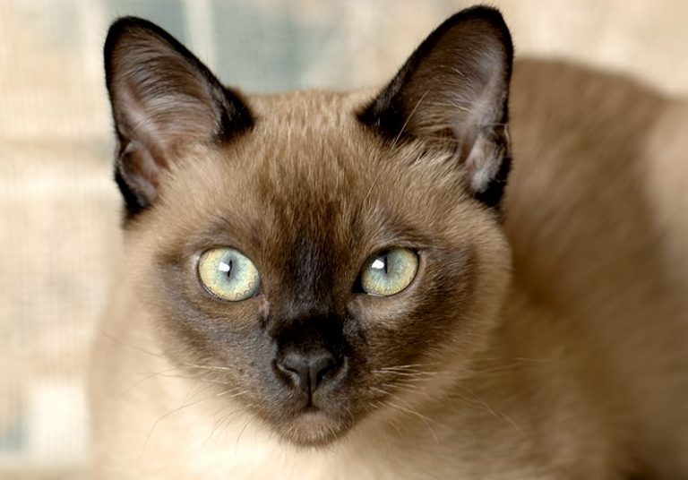 Tonkinese Cat A Complete Guide To This Unusual Breed