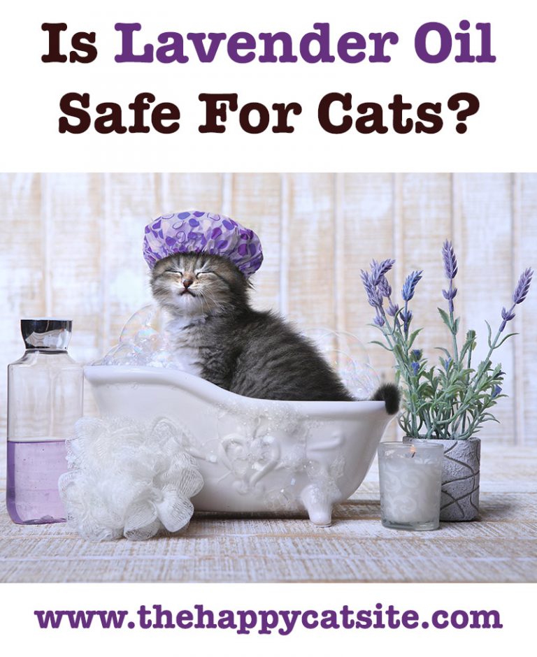 lavender-essential-oil-for-fleas-on-cats-does-it-work