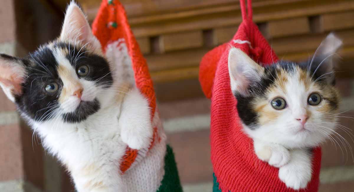 Calico Cat Facts 25 Amazing Facts About Calico Cats