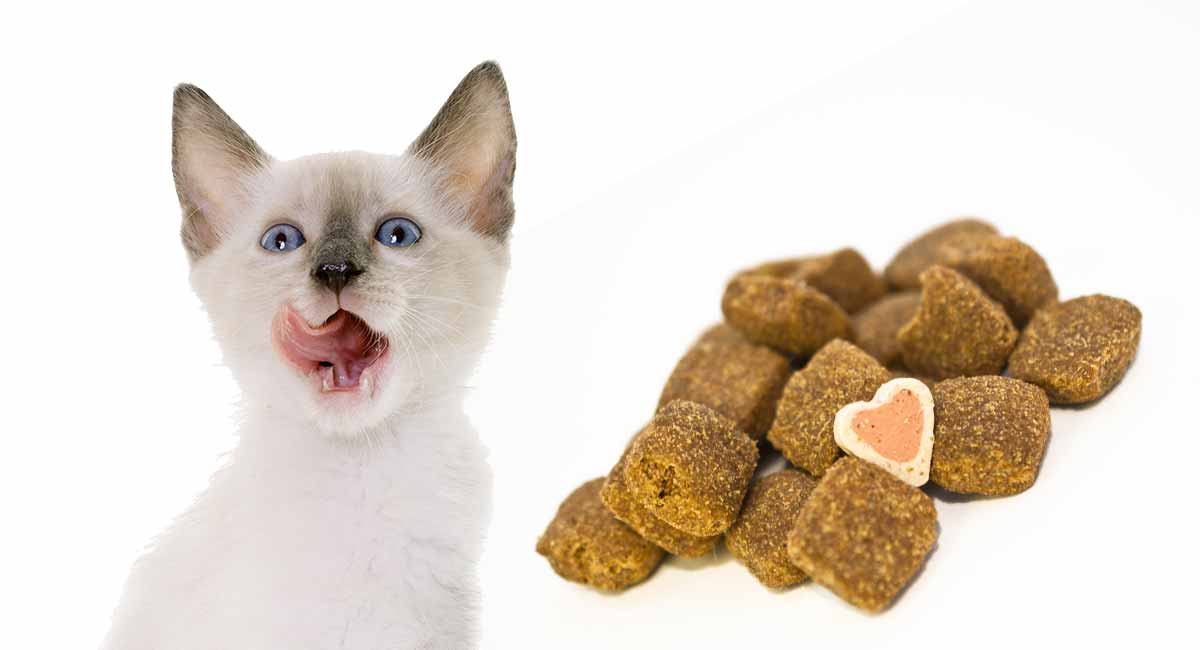 Discover The Best Treats For Kittens