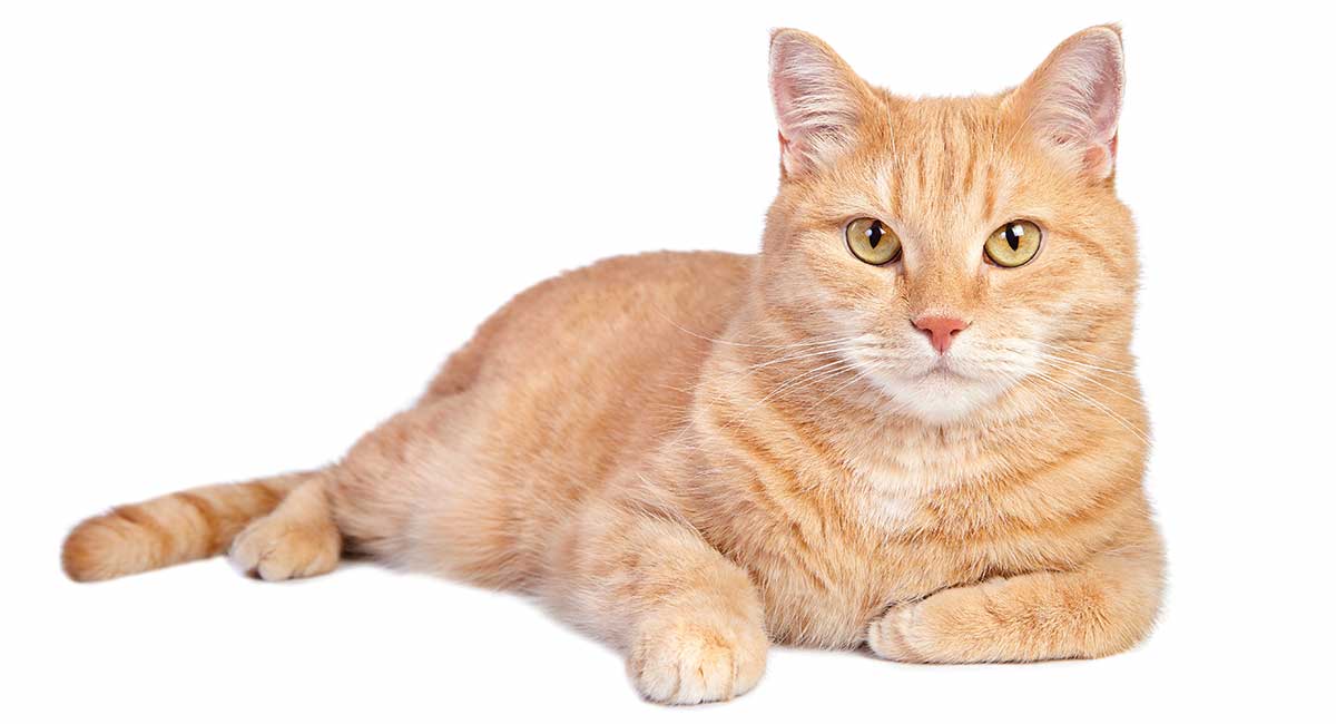 are male orange tabby cats rare