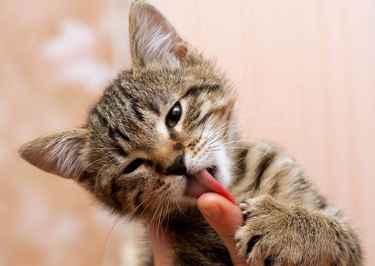 Kitten Treats Discover The Best Treats For Kittens