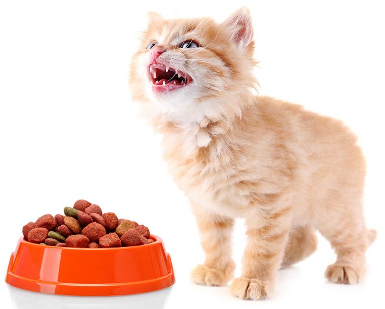 Best Dry Kitten Food Discover The Best Dry Food For Kittens