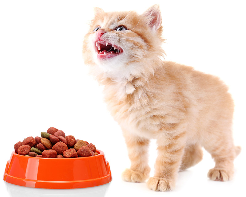 when to introduce dry food to kittens