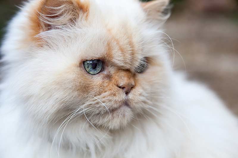 Himalayan Cat A Guide To The Breed The Happy Cat Site