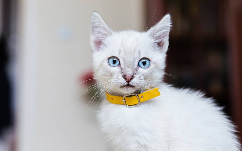 Best Kitten Collars - Reviews And Top 