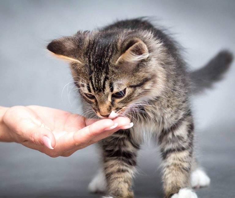 Kitten Treats Discover The Best Treats For Kittens