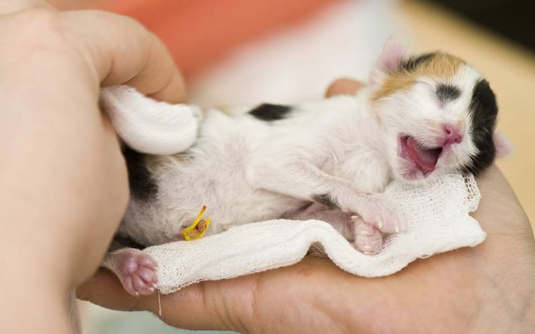 newborn-kittens-when-do-kittens-open-their-eyes-renton-vets