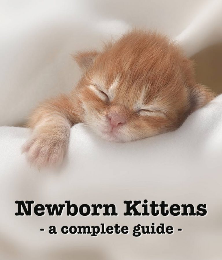 Newborn Kittens: Size, Growth, Development And Care