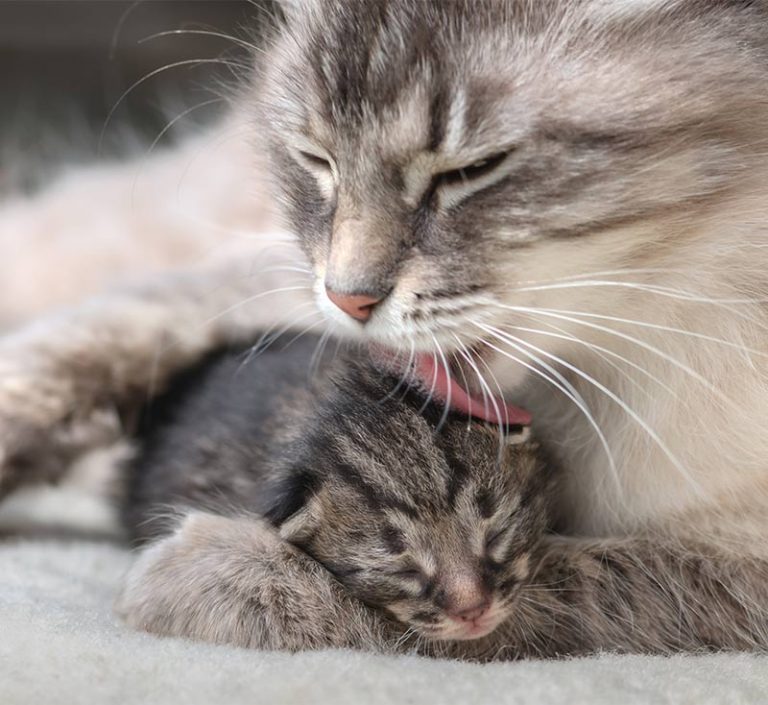 Newborn Kittens: Size, Growth, Development And Care