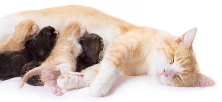 Newborn Kittens: Size, Growth, Development And Care