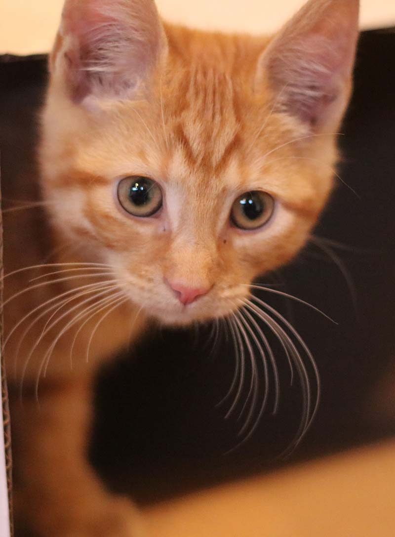 orange cat norway tabby
