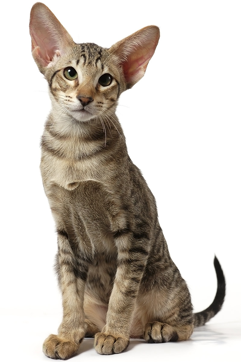 Oriental Shorthair Cat - The Happy Cat Site