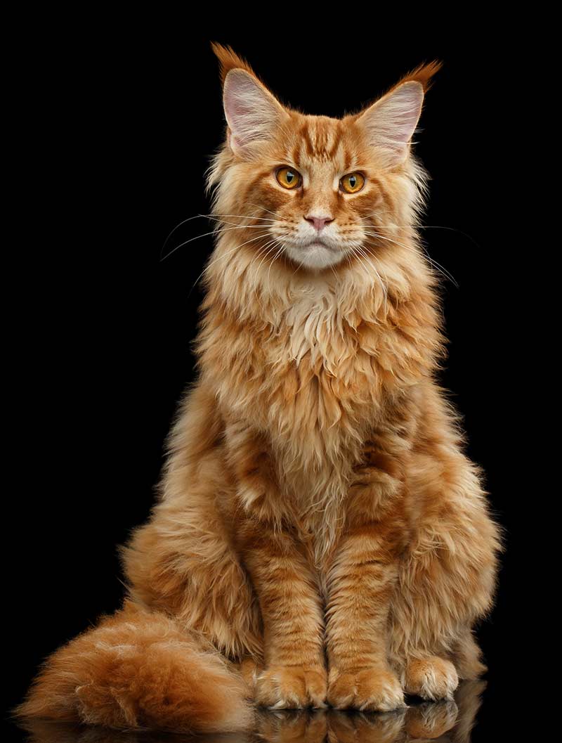 ginger fluffy orange tabby cat