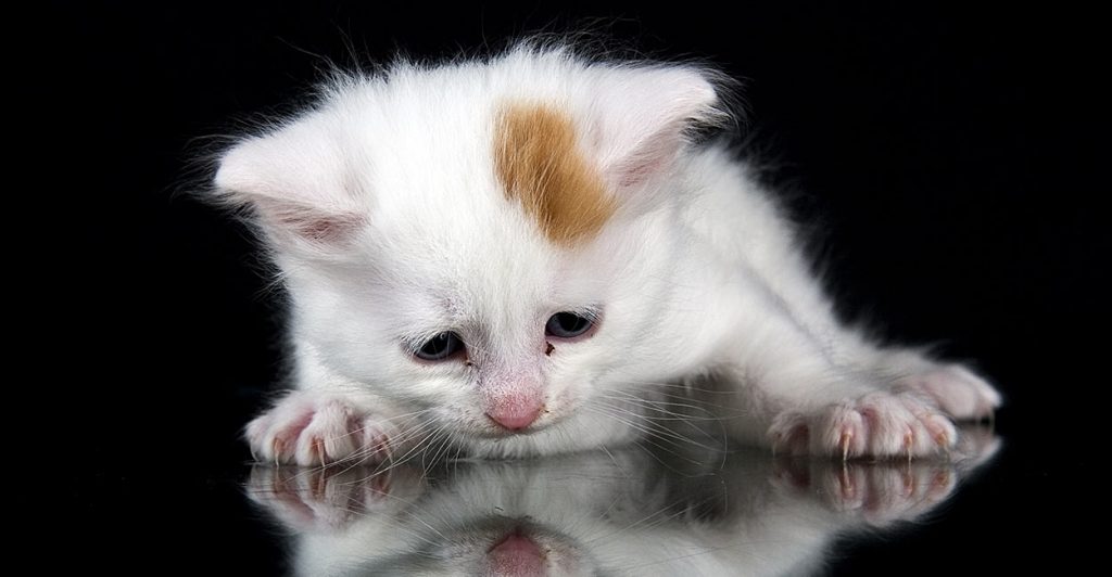 Turkish Van Cat A Complete Guide To An Amazing Breed