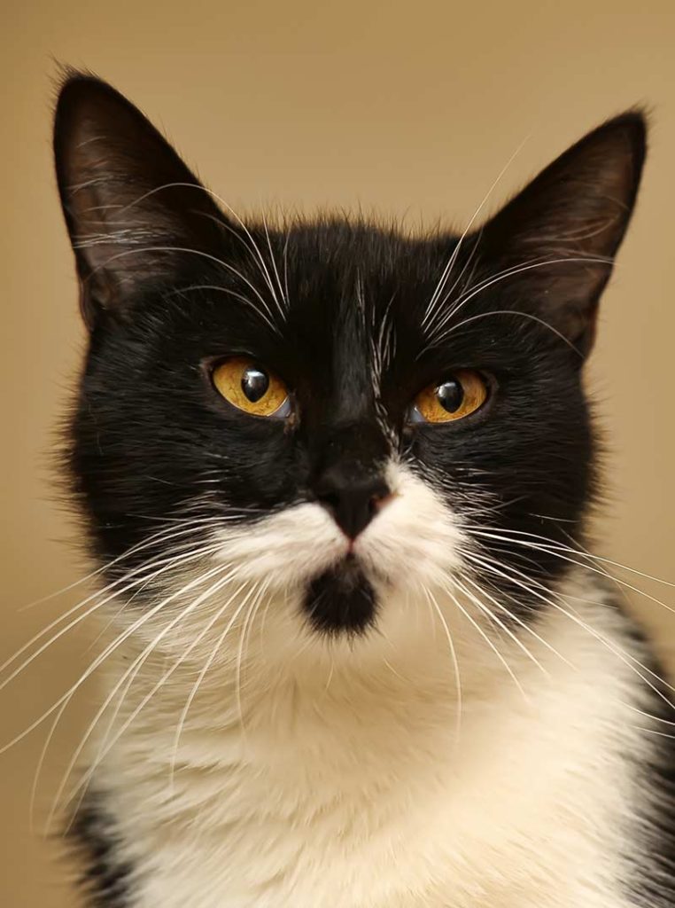 Tuxedo Cats - 38 Awesome Facts About Bicolor Cats