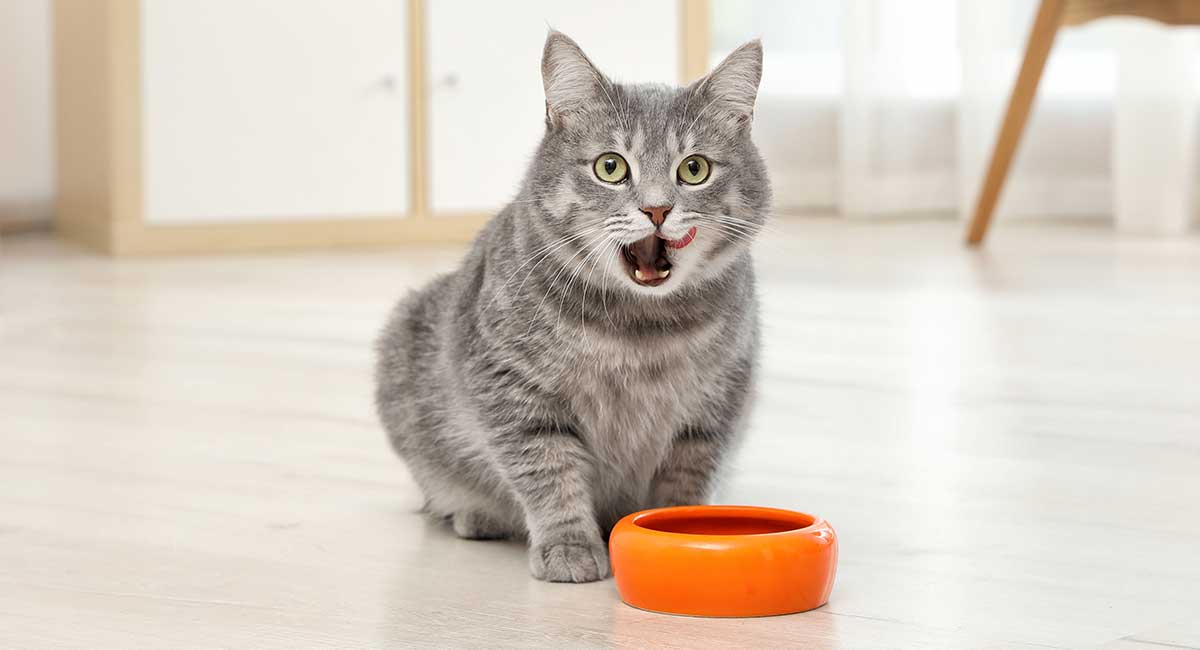 best rated dry cat food for indoor cats