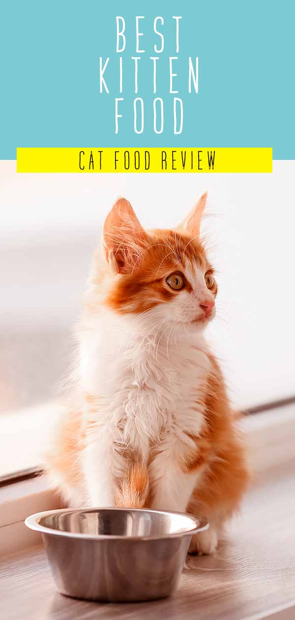 Best Kitten Food - The Top Wet And Dry Kitten Foods