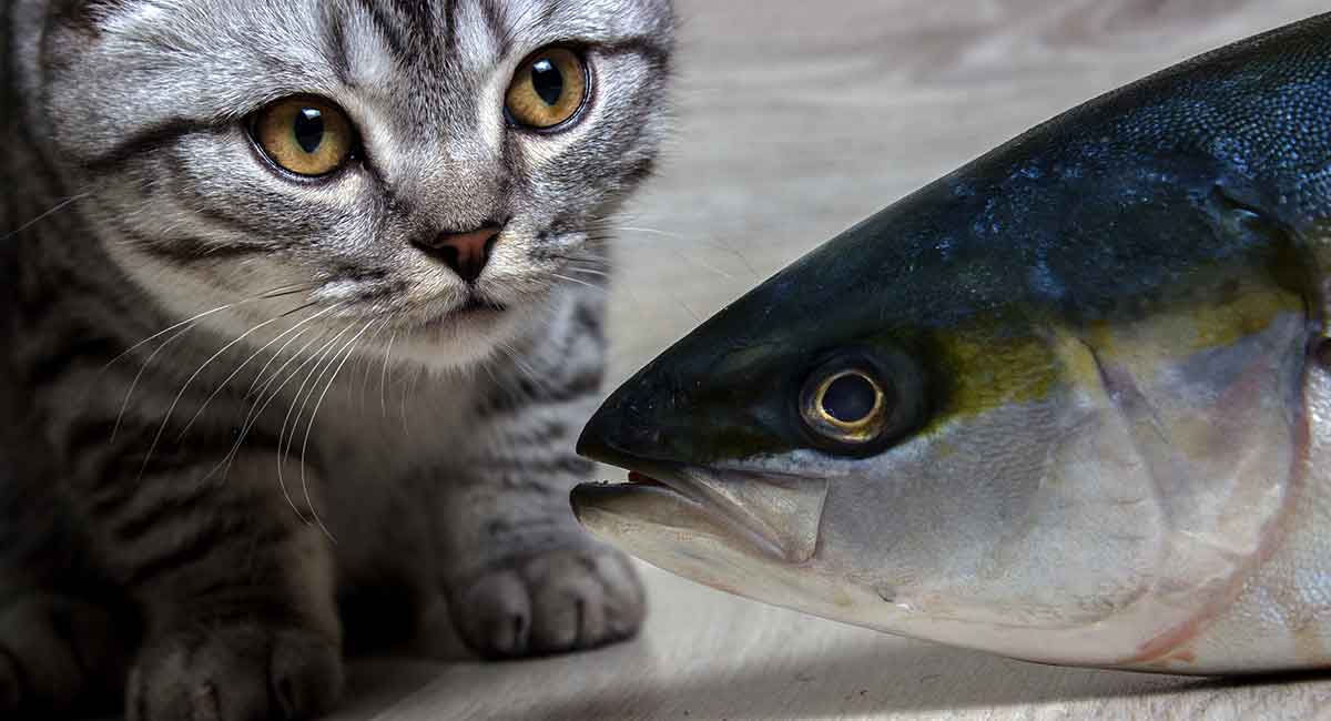 feeding cats tuna