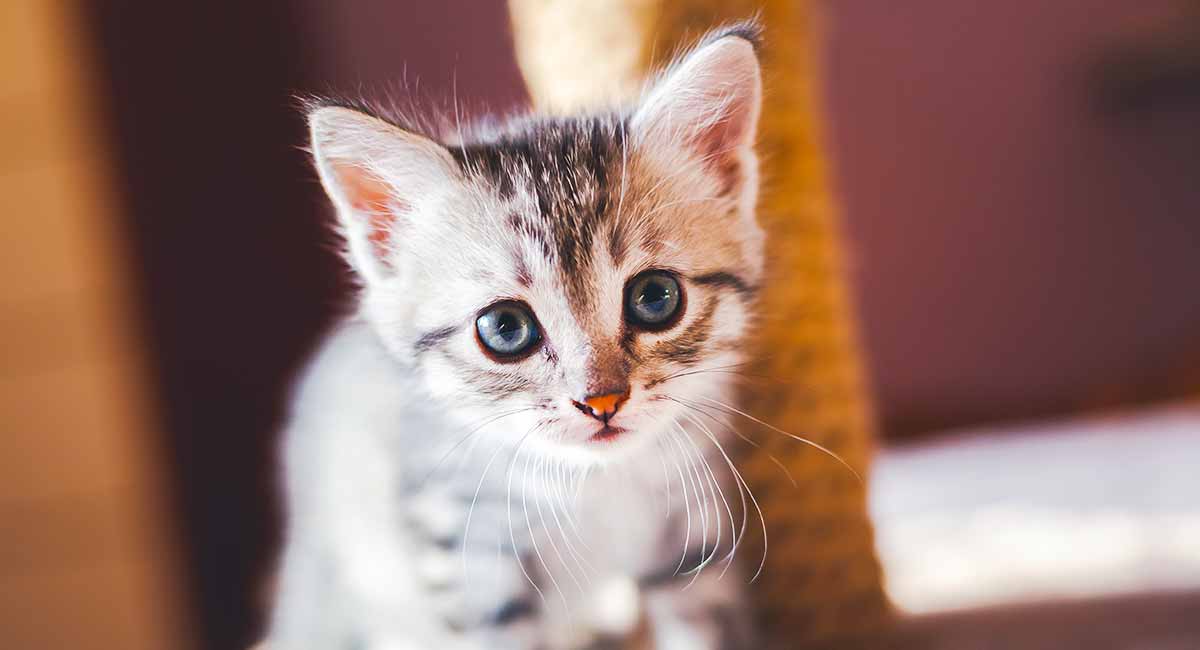 cute kitten girl