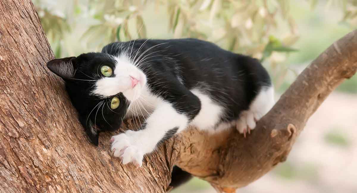 50 Unbelievable Facts About Tuxedo Cats You Must Know - 2024
