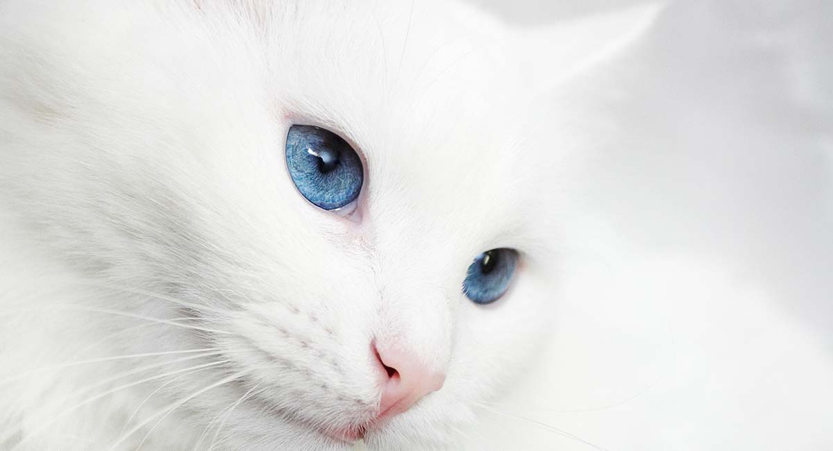 white fluffy cat with blue eyes